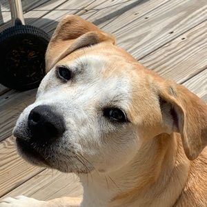 Meet your Posher, Bailey